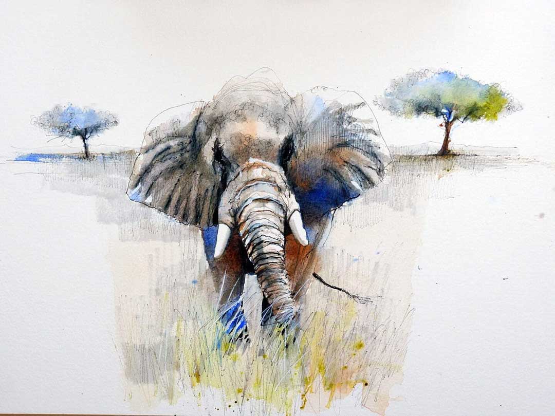Safari Sketch Course